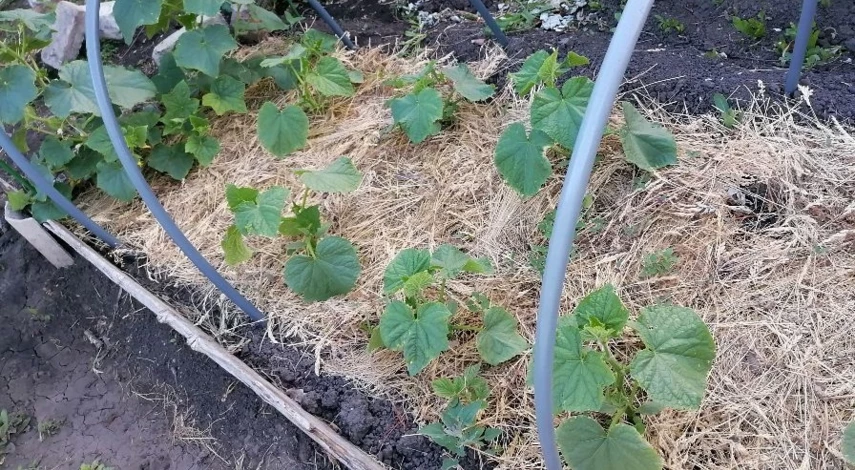 как сделать теплую грядку для огурцов в открытом грунте