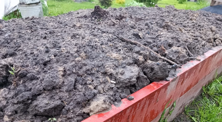 сажаем огурцы в открытый грунт семенами