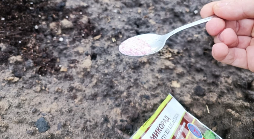 посадка огурцов в грунт семенами