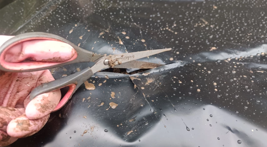 посадить семена огурцов в открытый грунт