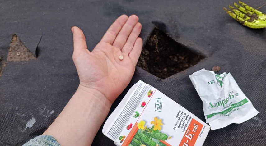 посев огурцов в грунт семенами