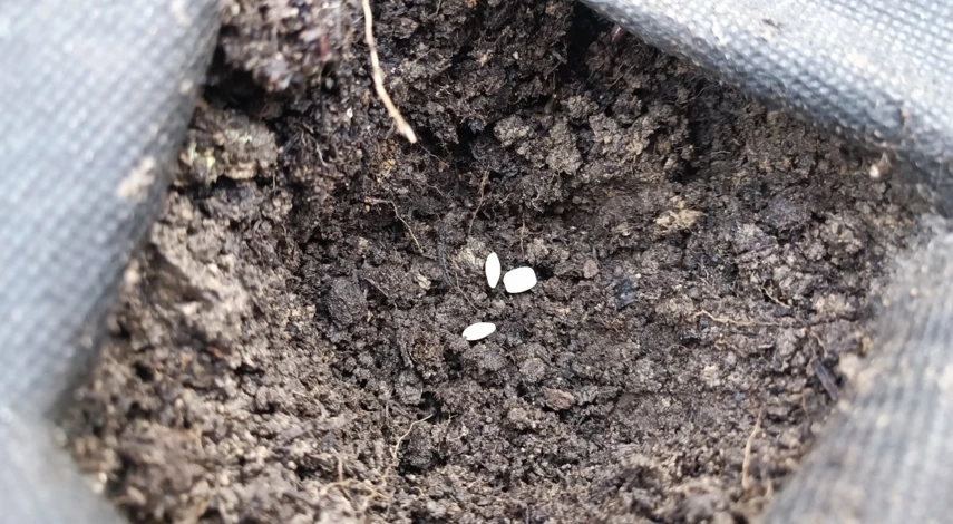 посев огурцов в открытый грунт семенами