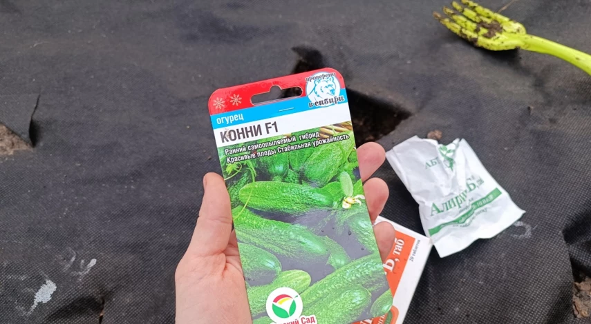 как сажать огурцы в грунт семенами весной