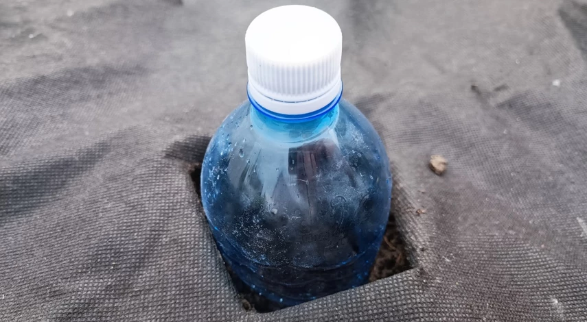 посадка огурцов семенами в открытый грунт весной