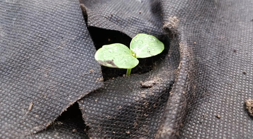 как правильно сажать семена огурцов в грунт