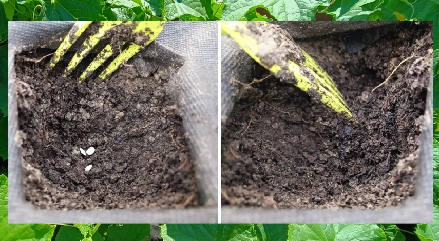 огурцы посадка семян в грунт весной