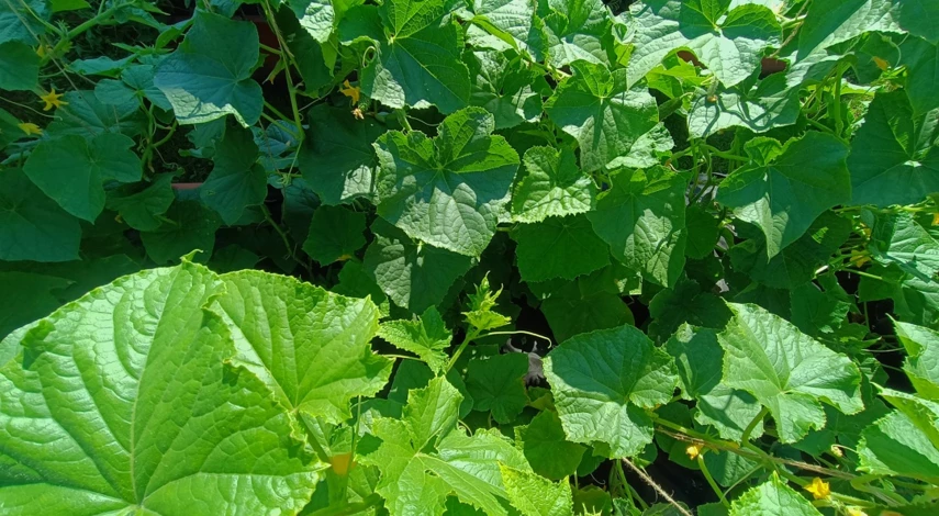 посев семян огурцов в грунт в мае