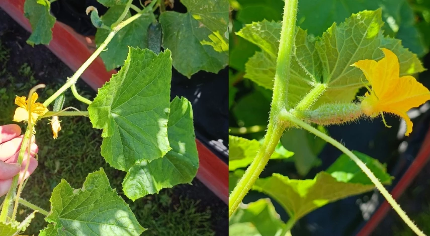 сколько всходят семена огурцов в открытом грунте