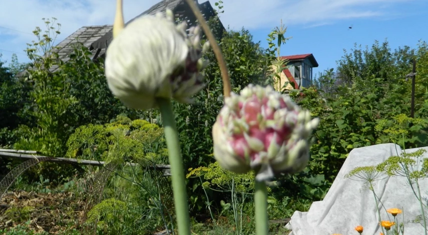 как вырастить чеснок из бульбочек