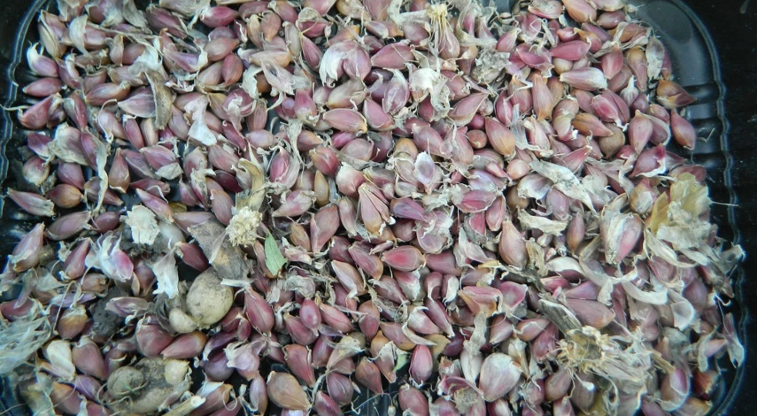 выращивание чеснока из бульбочек в открытом грунте