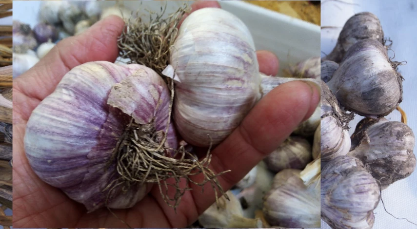 как садить чеснок из бульбочек