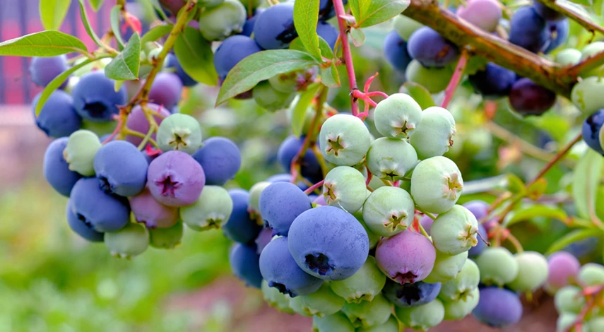 как ухаживать за голубикой в грунте