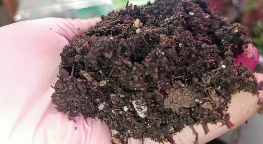 ипомея квамоклит рассада