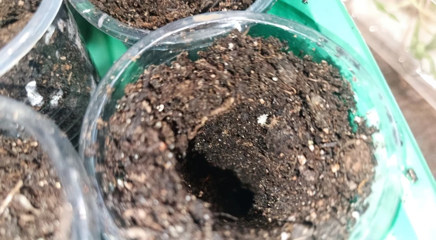 ипомея квамоклит выращивание