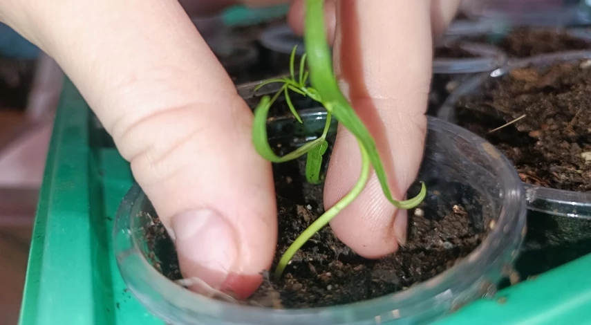 ипомея квамоклит когда сеять