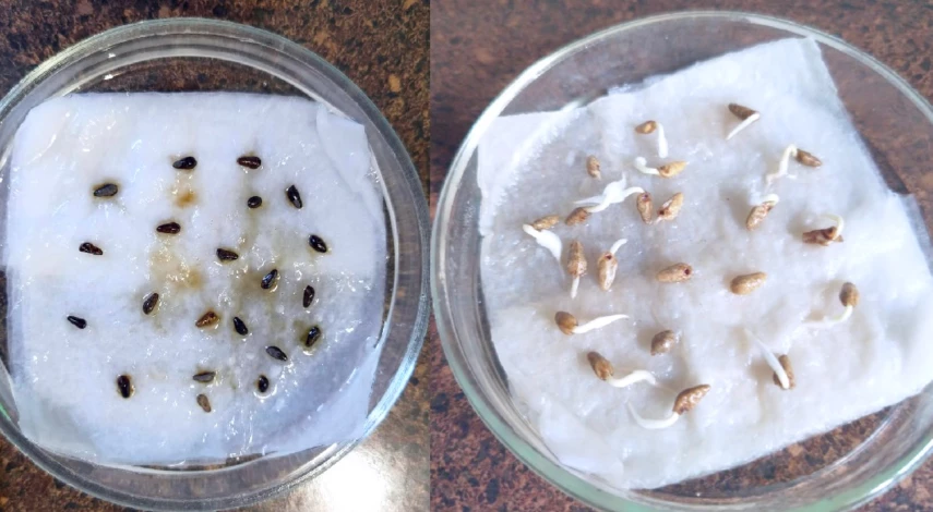 ипомея квамоклит посадка в грунт