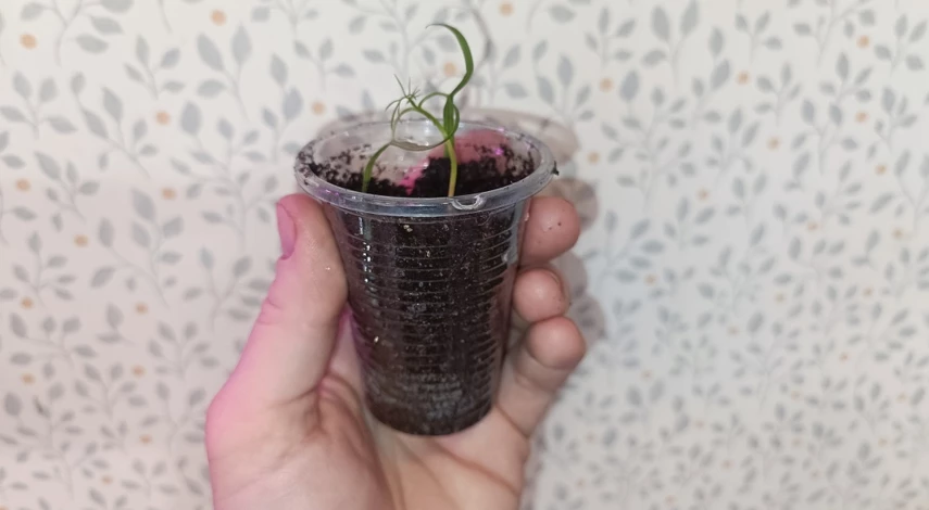 ипомея квамоклит можно сажать