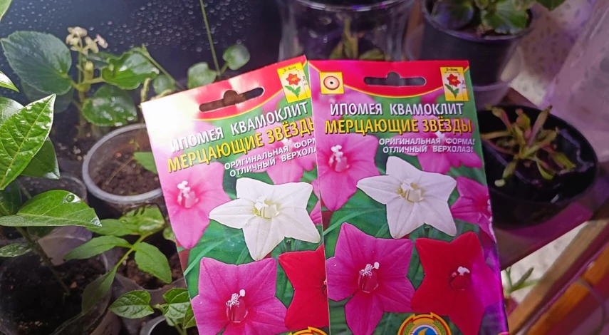 ипомея квамоклит посадка