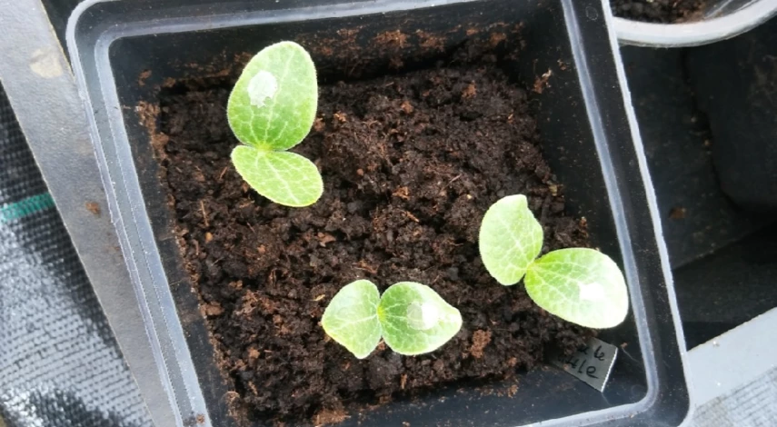 посадка патиссонов на рассаду