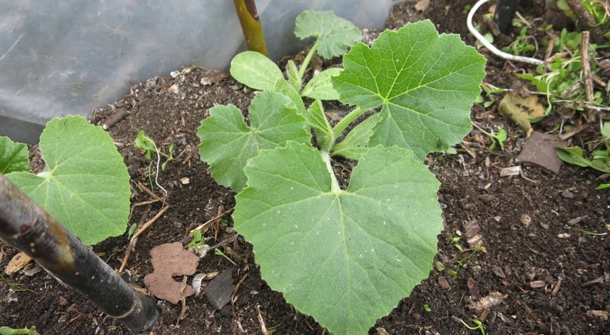 как сажать патиссоны