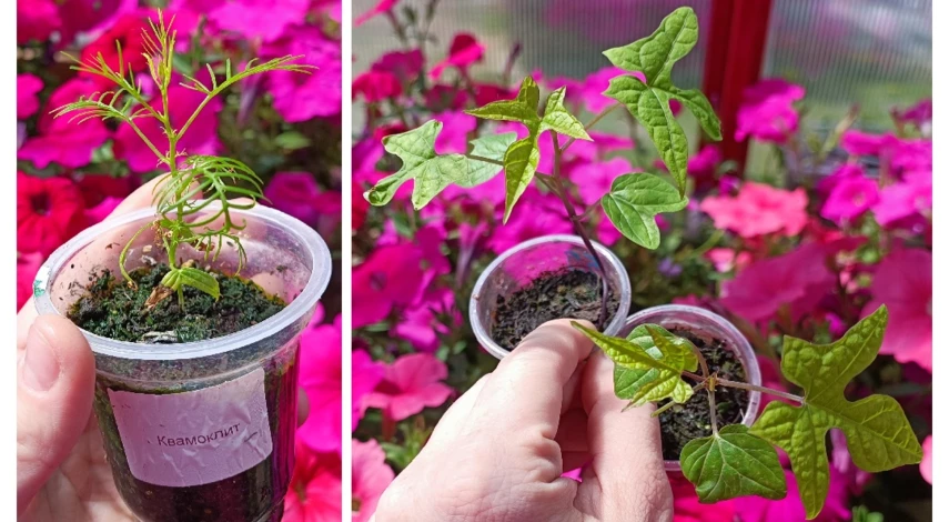 ипомея квамоклит когда сеять на рассаду