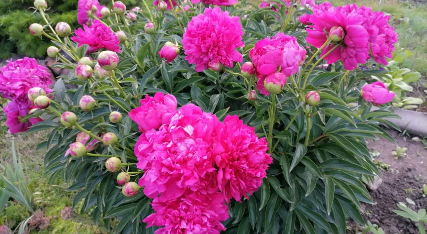 цветы цветущие в июне