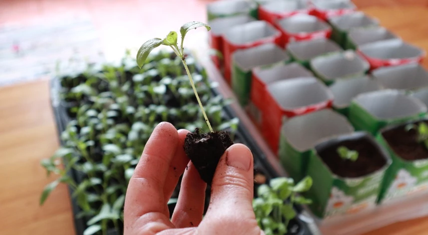 выращивание рассады баклажан