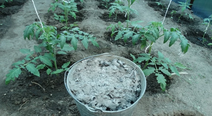 подкормка томатов во время цветения