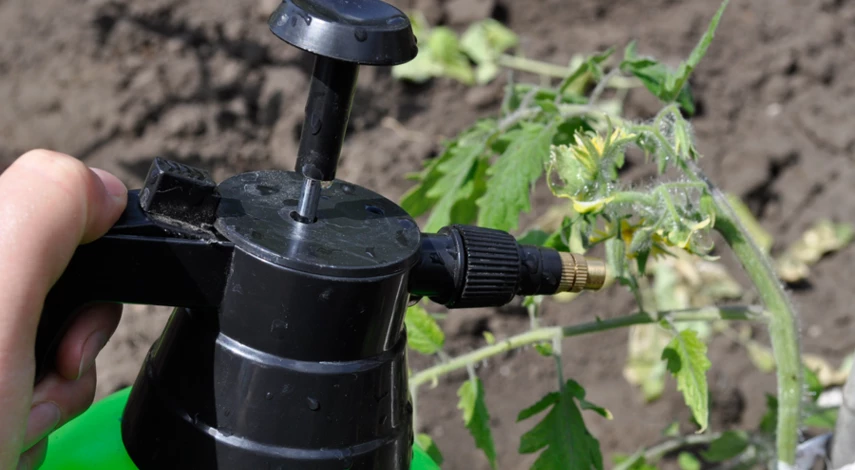 подкормка борной кислотой во время цветения томатов