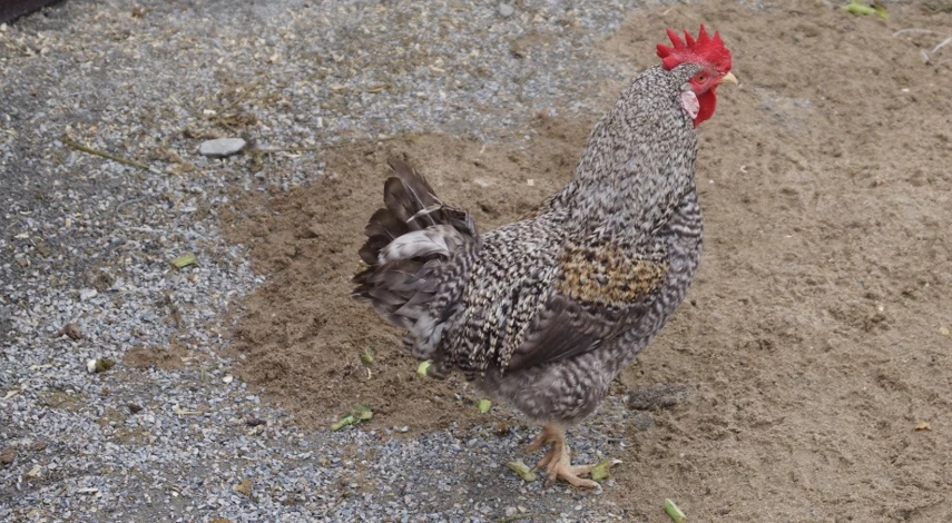 куриный помет для подкормки