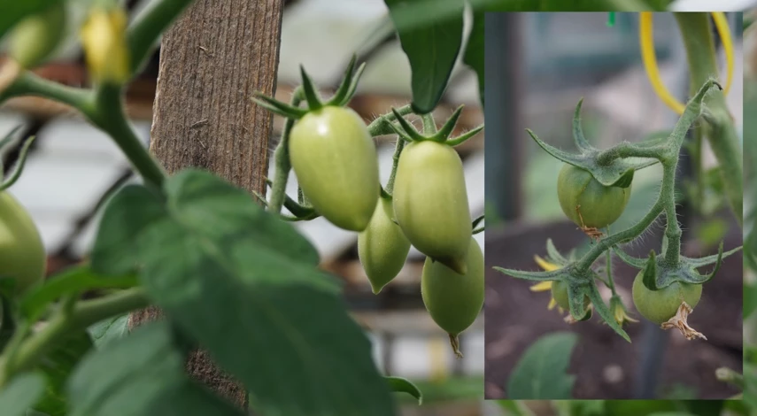 подкормка помидор во время цветения