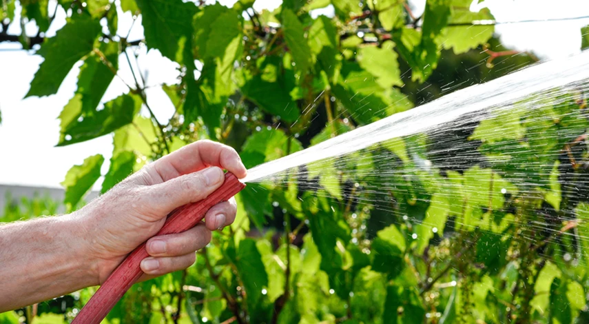 полив винограда после цветения