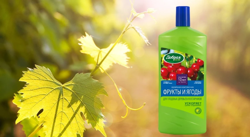 чем подкормить виноград после цветения