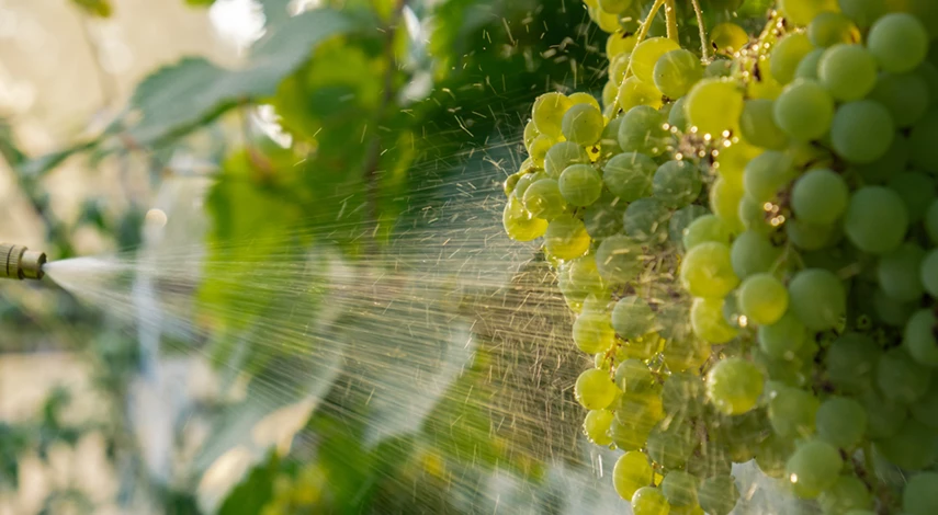 обработка винограда после цветения