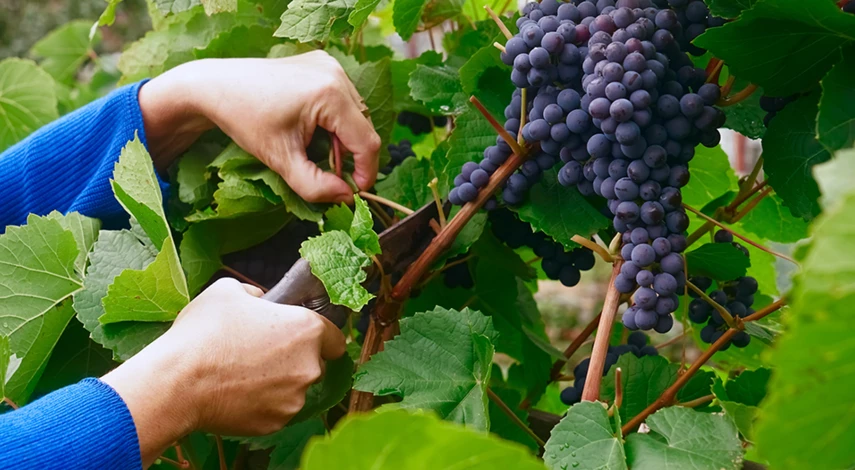 обрезка винограда после цветения