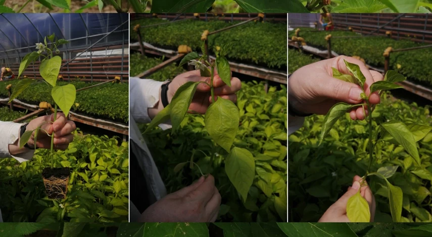 у перца опадают цветки и завязи