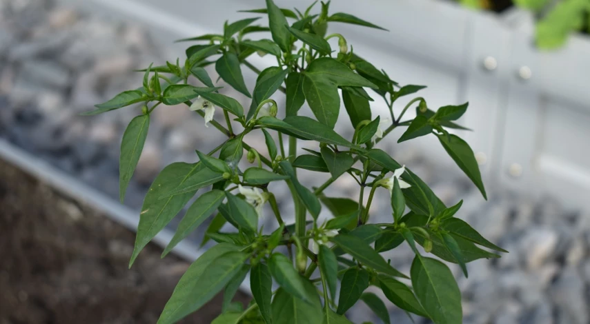 почему у перца опадают цветы и завязи