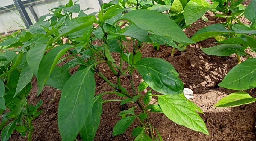 почему перец сбрасывает завязи в теплице