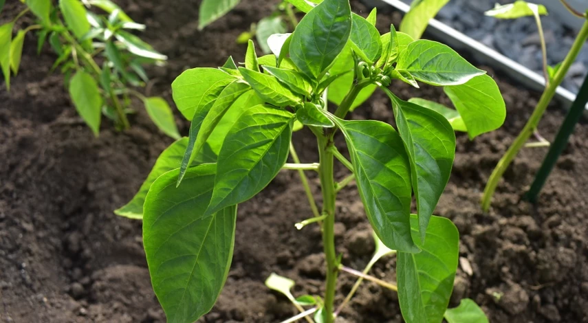 у перца отваливаются завязи