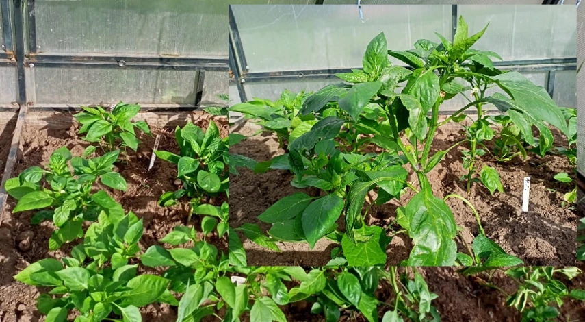 перец сбрасывает цветы и завязи что делать