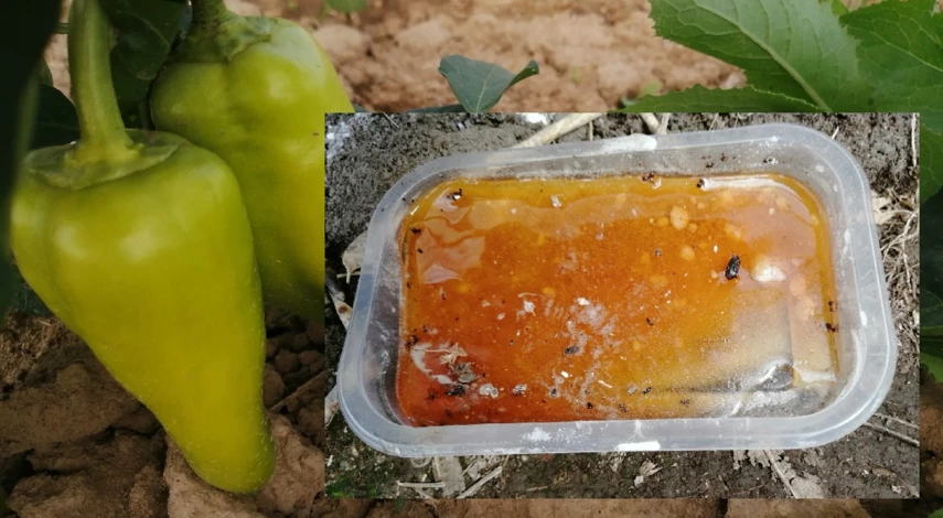 почему перец сбрасывает цветы и завязь