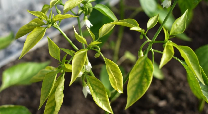 у перца отваливаются цветы и завязи