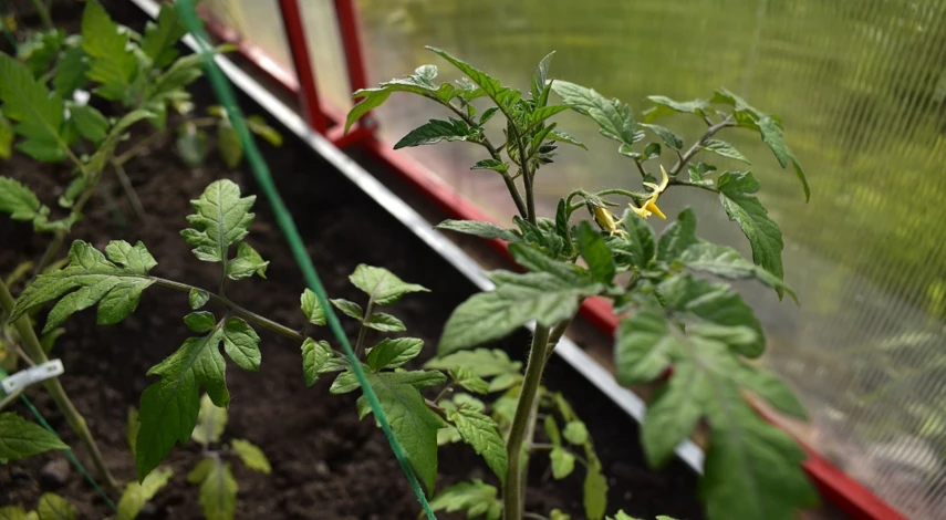 чем подкормить помидоры во время цветения