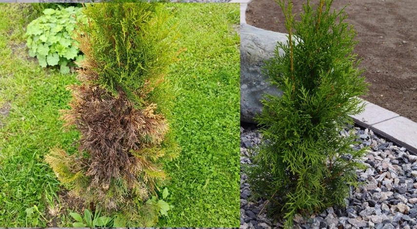 обработка туи весной