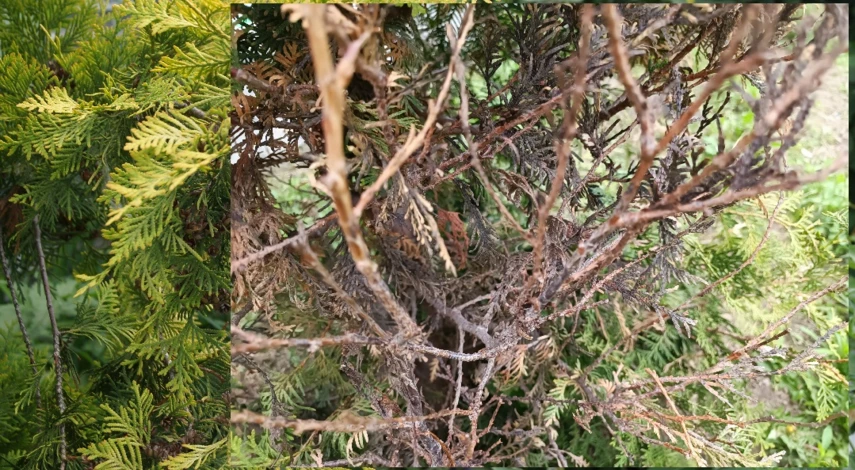 туя желтеет чем обработать