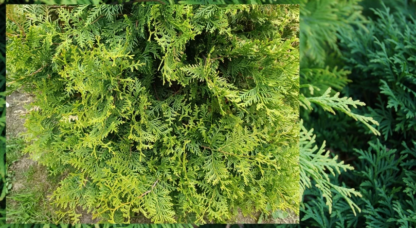 обработка туй