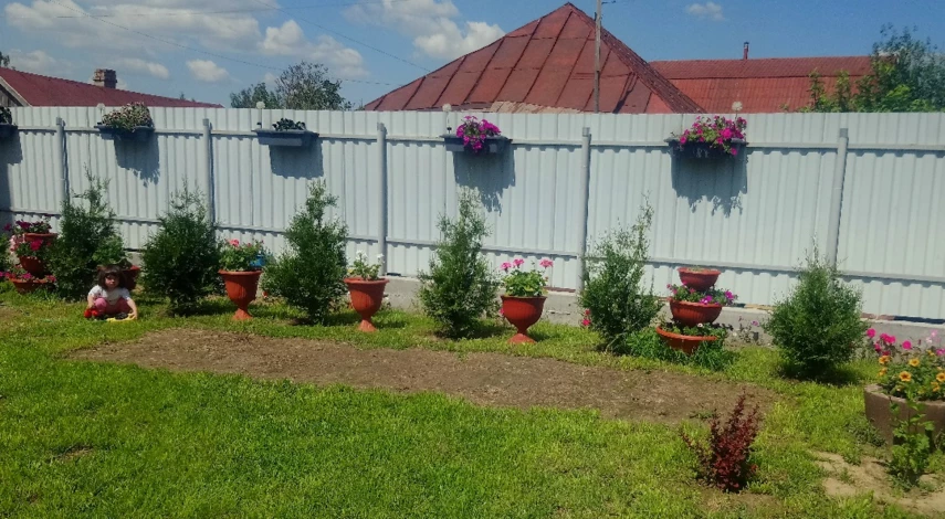 чем обработать тую от пожелтения