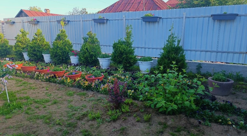 чем обработать пожелтевшие туи