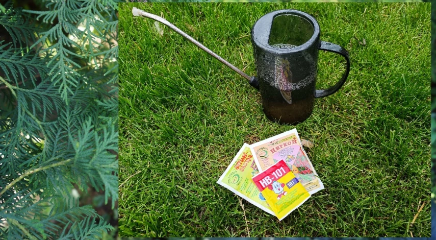 чем обработать туи весной