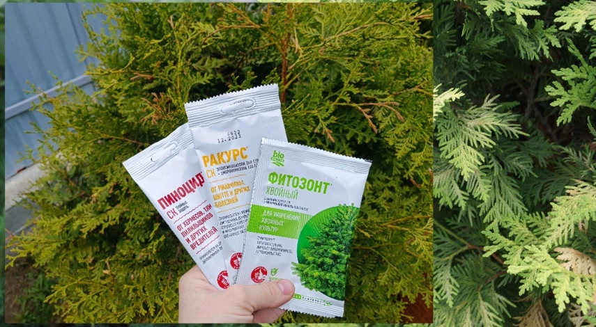 чем обработать туи от вредителей